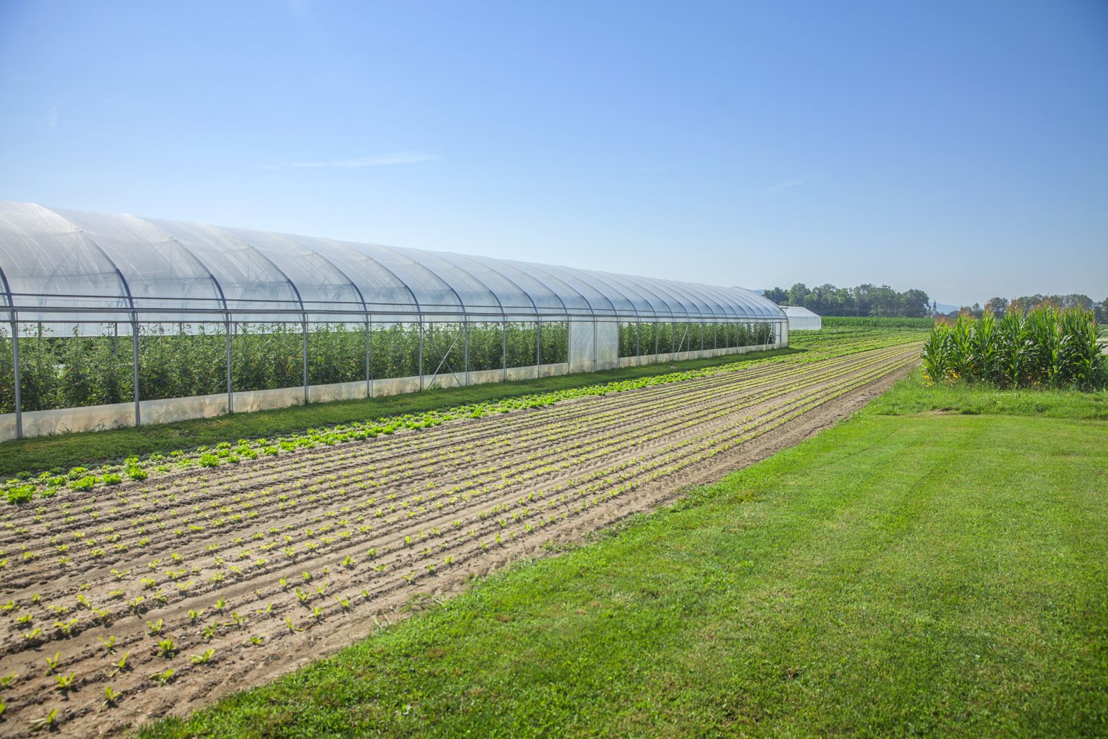 Polytunnel rows alongside open field crops