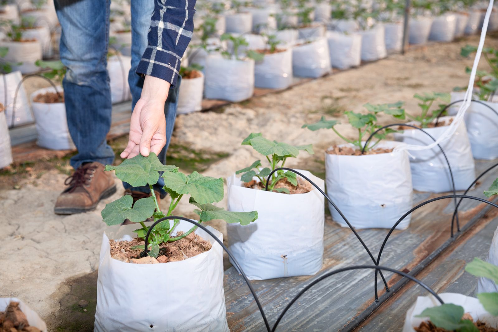Drip irrigation lines feeding young plants in grow bags